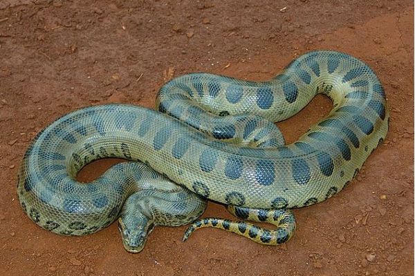 Anaconda