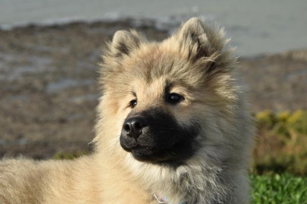 Eurasier