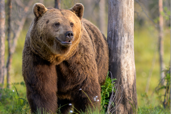 orso bruno