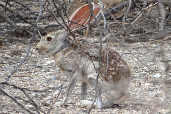 Coniglio antilope
