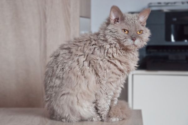 Gatto Selkirk Rex