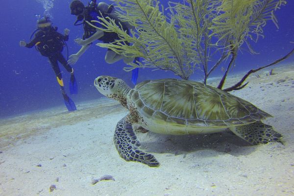 Tartaruga caretta