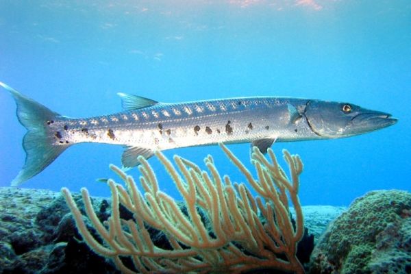 Barracuda