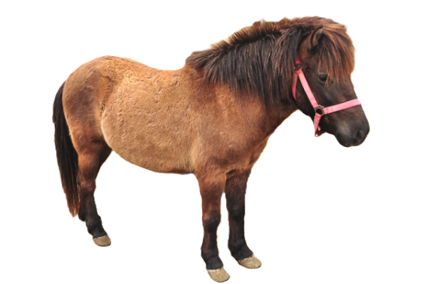 Kagoshima Pony