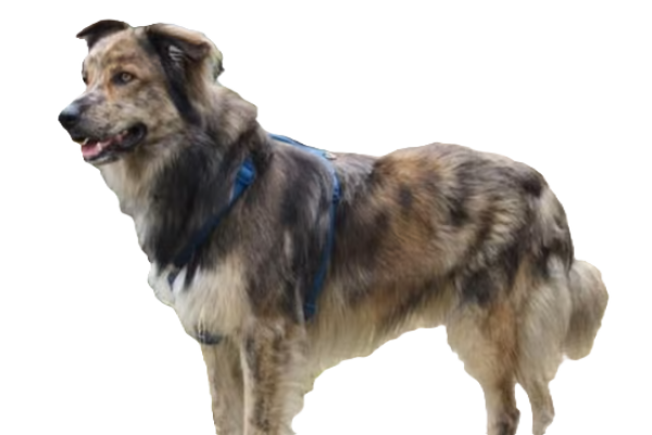 Cane da Pastore d'Oropa