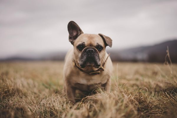 Bulldog Francese