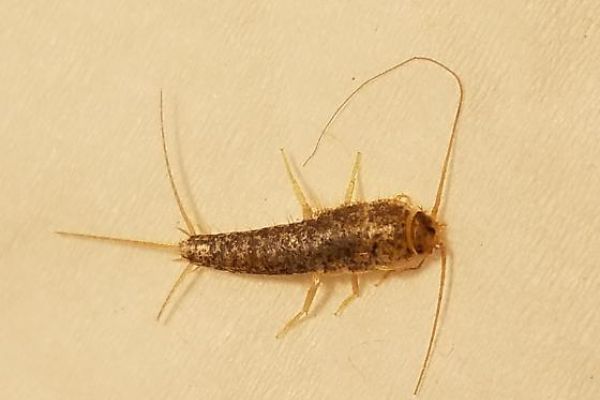 Lepismatidae