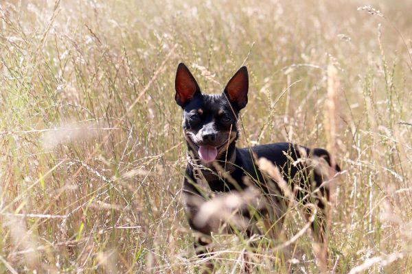 Pinscher