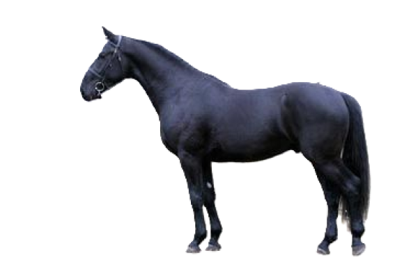Cavallo Latvian