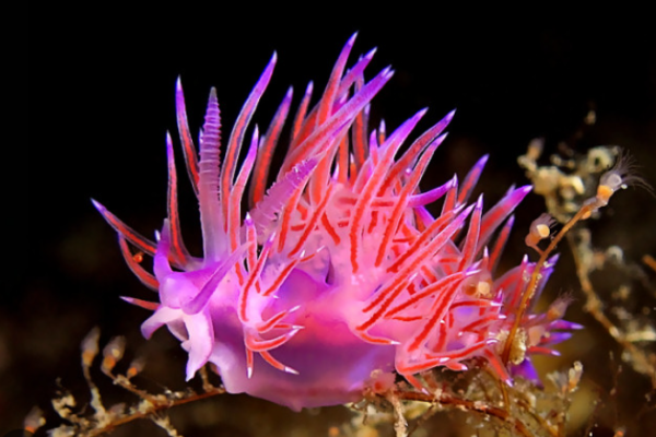 Nudibranchi