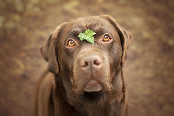 Labrador