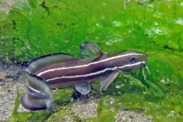 Pesce gatto dei coralli