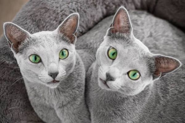 Gatto anallergico