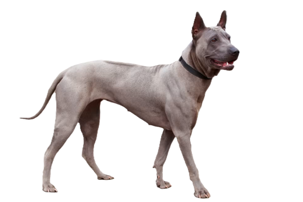 Thai Ridgeback