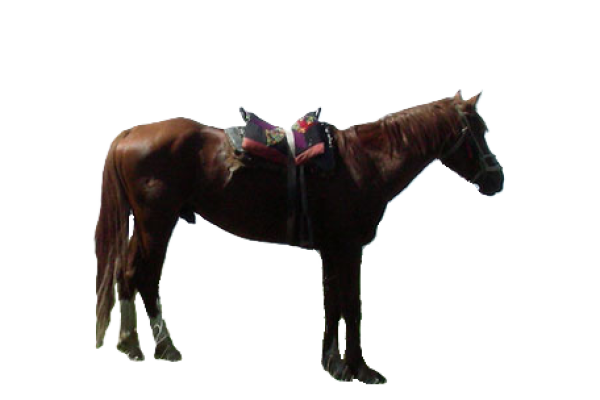Cavallo Kazakh