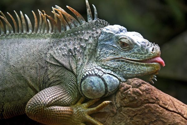 Iguana
