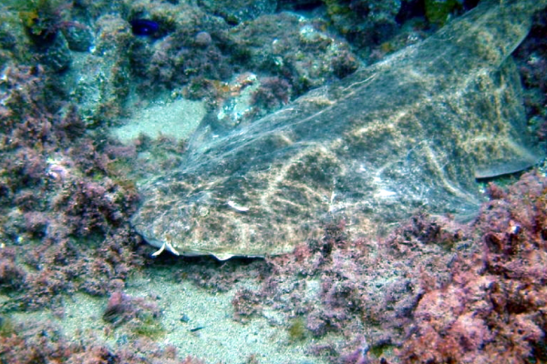 Angelo di mare