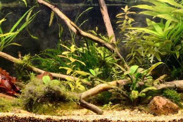 acquario