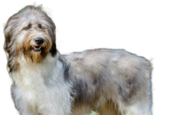 Romanian Mioritic Shepherd Dog