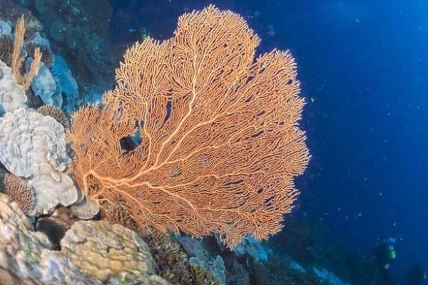 Gorgonia