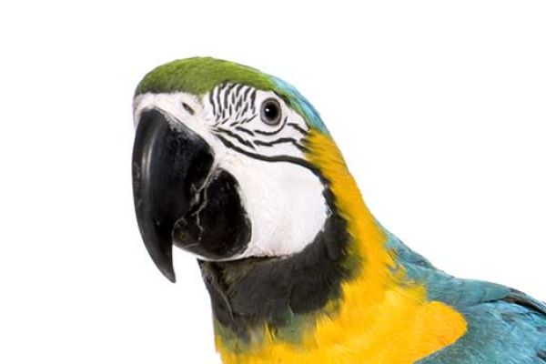 Pappagallo Ara