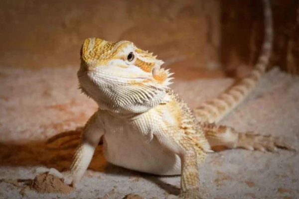 Drago barbuto