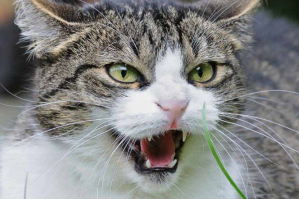 rabbia gatti
