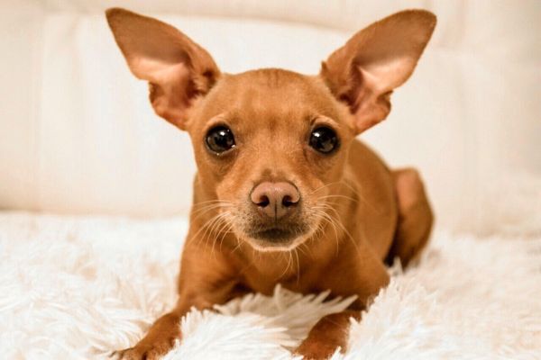 Zwergpinscher