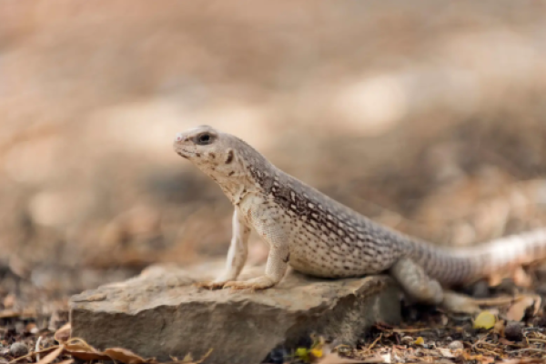 Iguana del deserto