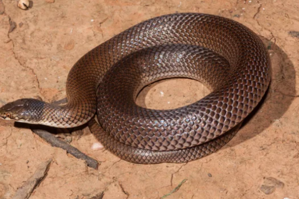 Serpente talpa americano