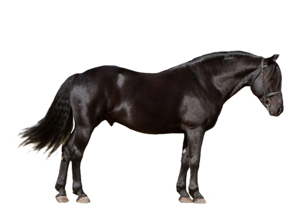 Cavallo Cutting canadese