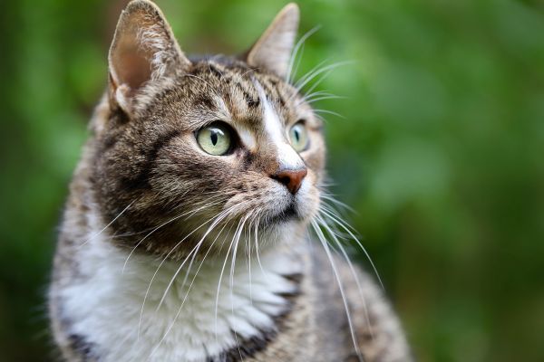 gatto europeo
