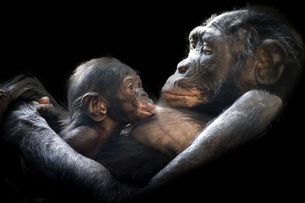Gorilla