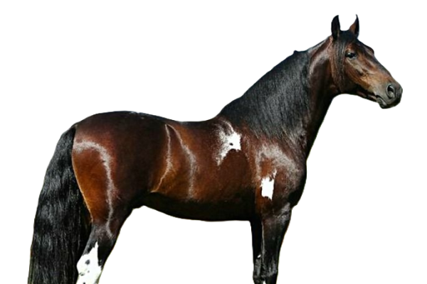 Cavallo Mangalarga Marchador