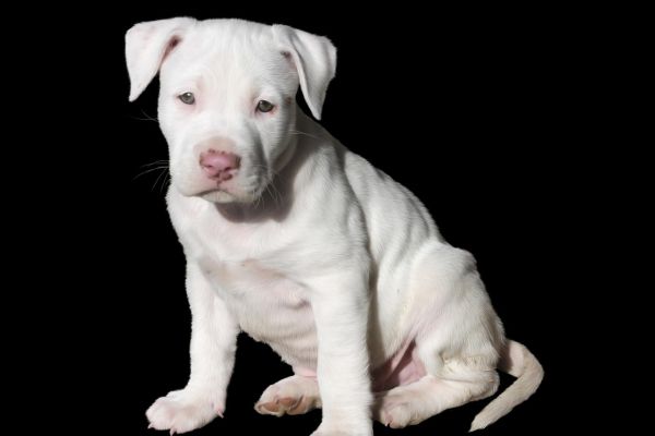 American Pitbull Terrier