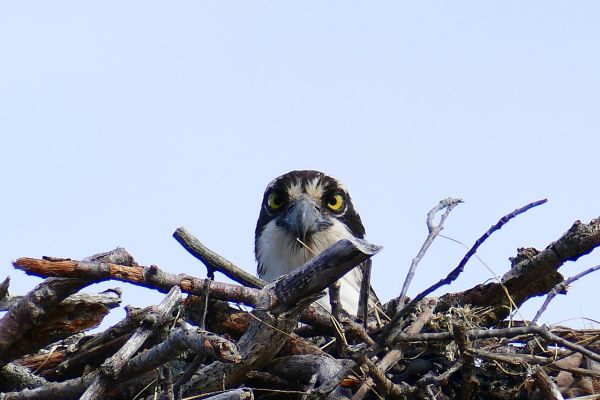 Falco pescatore