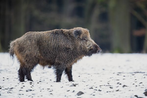 Immagine di un Cinghiale