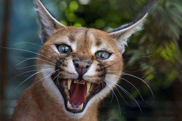 Caracal