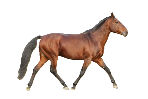 Cavallo Kabardin