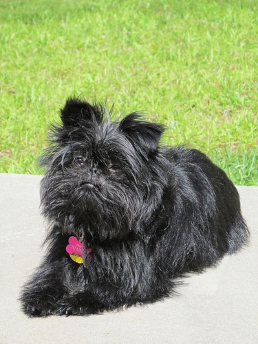 Affenpinscher Affenpinscher