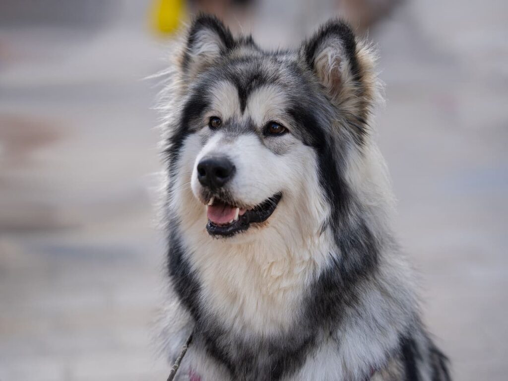 Alaskan Malamute