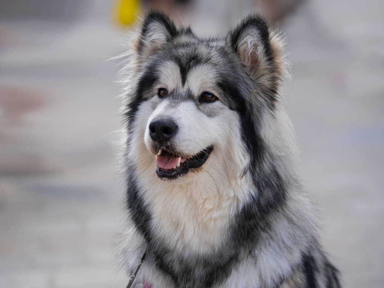 Alaskan malamute prezzo Alaskan Malamute