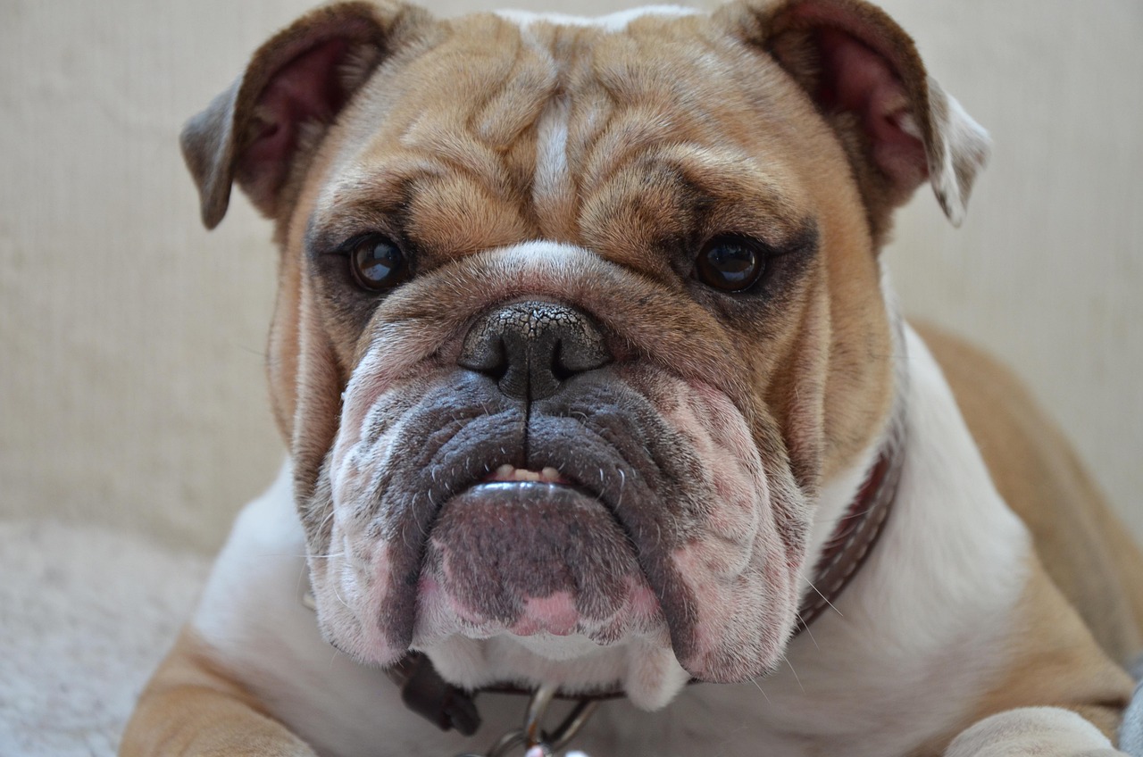 Bulldog Inglese Bulldog Inglese
