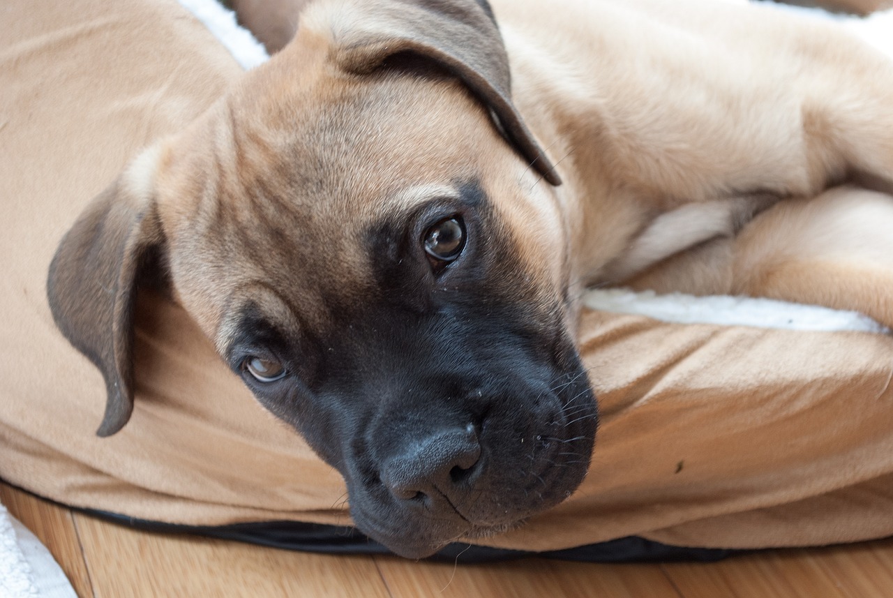 Bullmastiff Bullmastiff