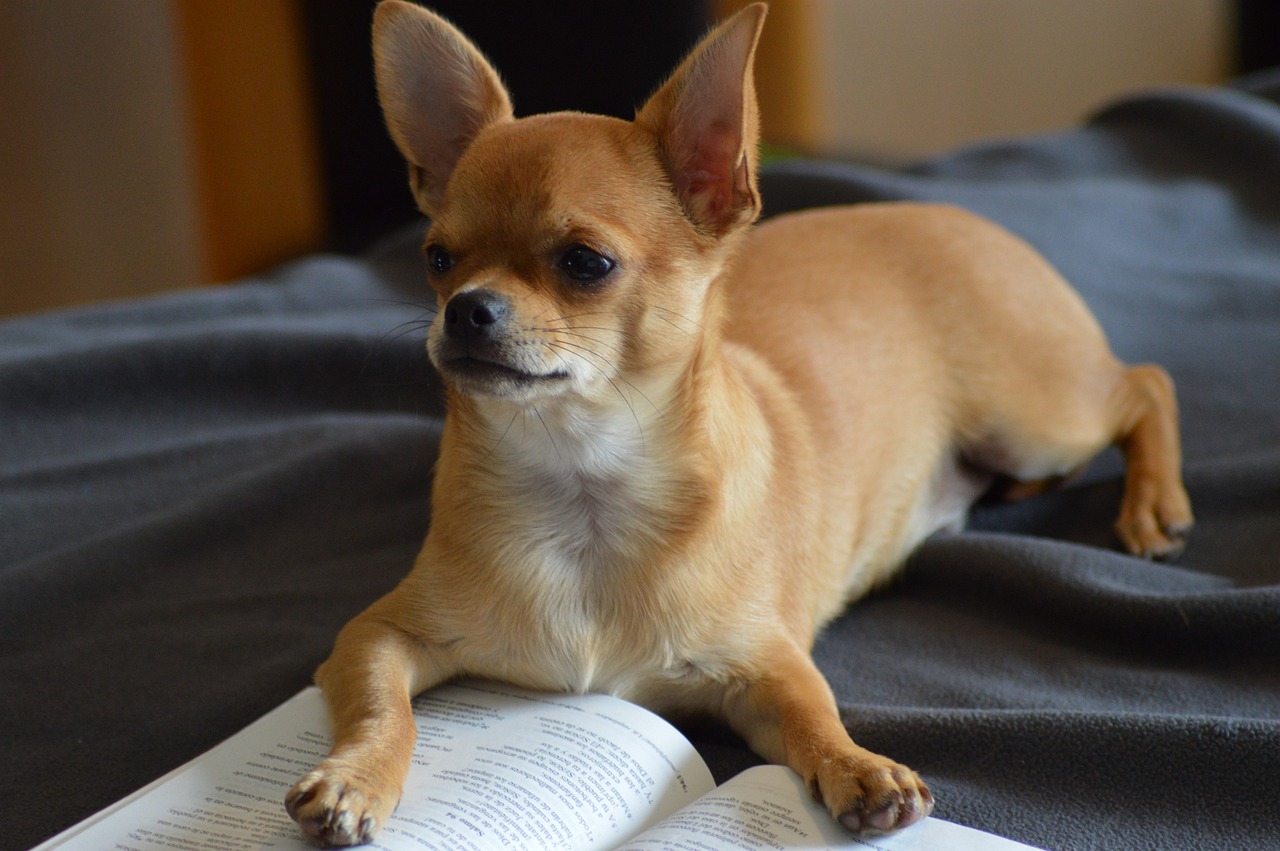 Chihuahua Chihuahua
