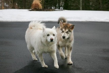 alaskan malamuteopt 2