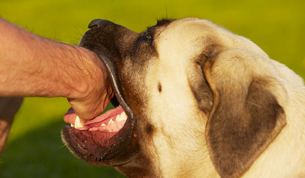 Morso cane