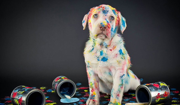 Avvelenamento da piombo nel cane
