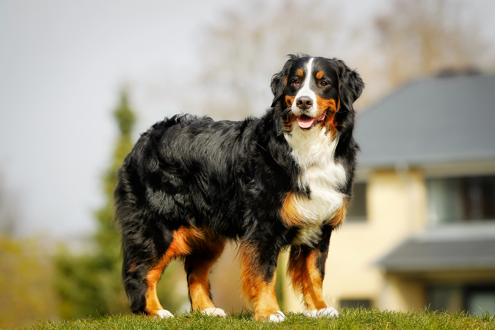 Bovaro del Bernese