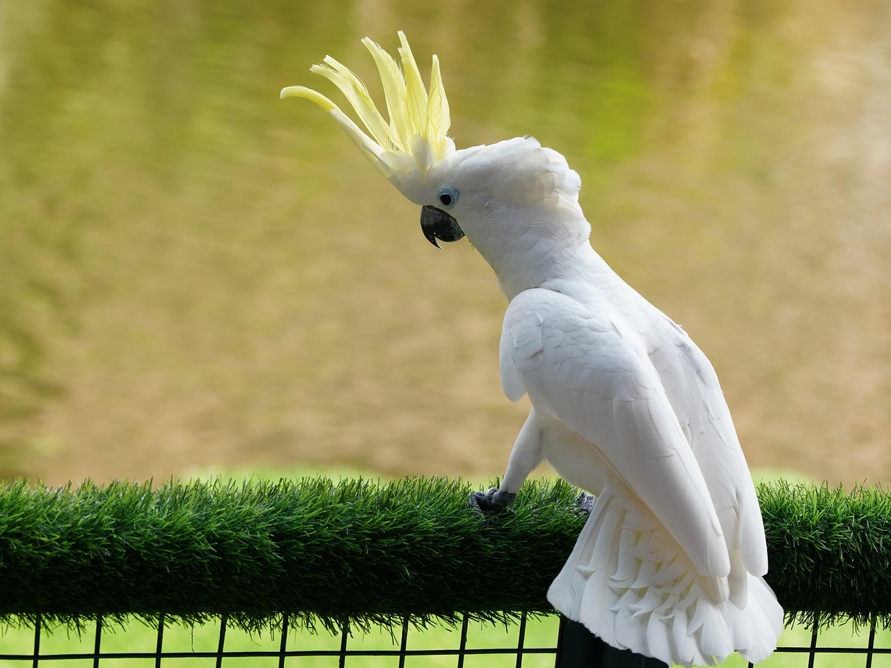 cacatua dal ciuffo giallo 2
